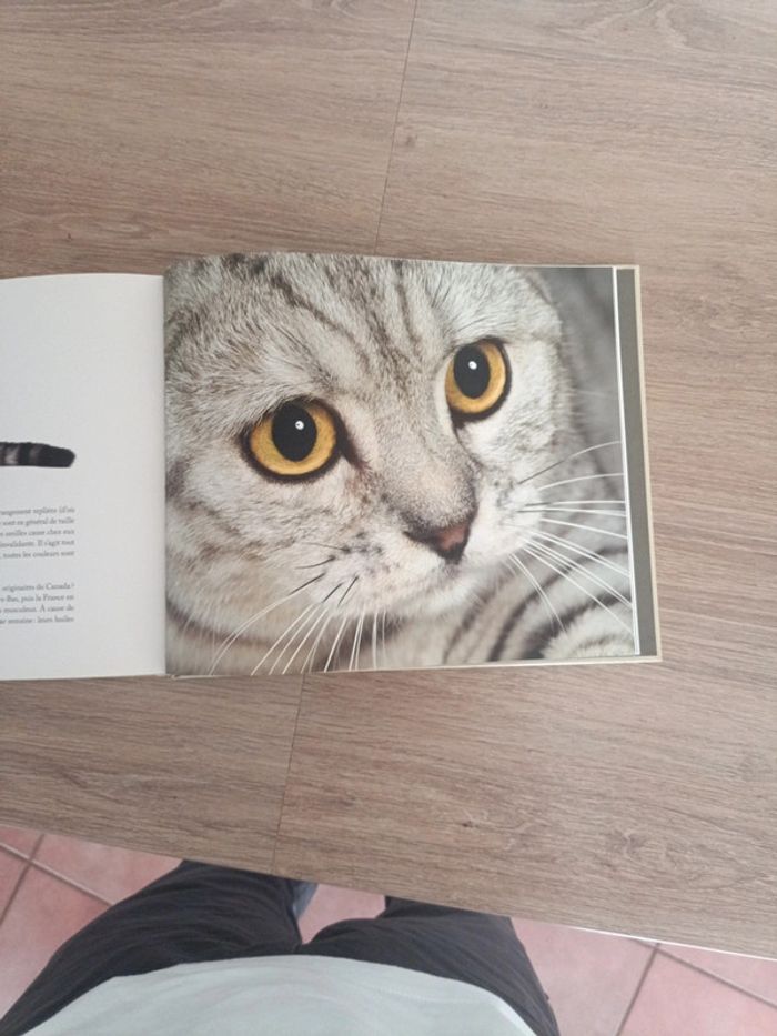 Star de chat et chats de stars - photo numéro 10