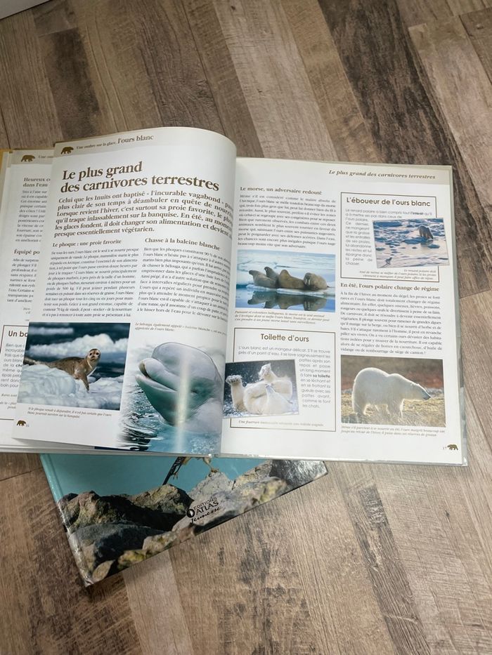Documentaire rapaces&ours - photo numéro 3