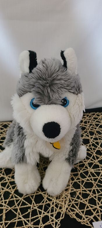 Malamute aux yeux bleus d’Alaska