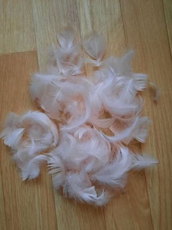 Lot plumes rose clair