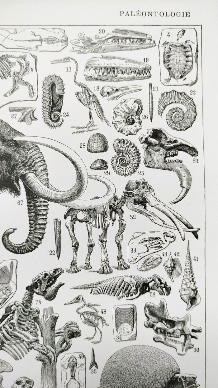 🦣 Affiche sur la paléontologie "mamouth", d'après une lithographie de 1928 - photo numéro 3