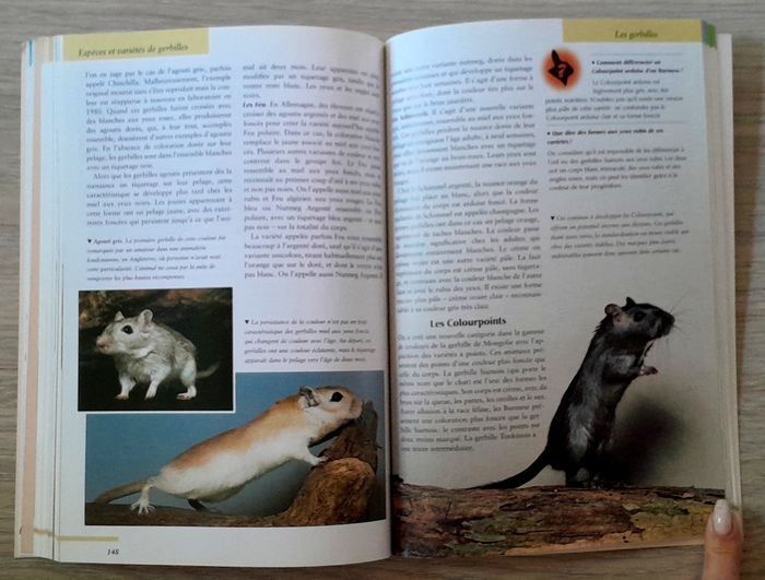 votre petit rongeur, le comprendre, le nourrir, le soigner, connaître les espèces - photo numéro 7