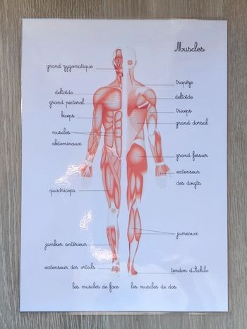 Fiche A4 des muscles du corps humain