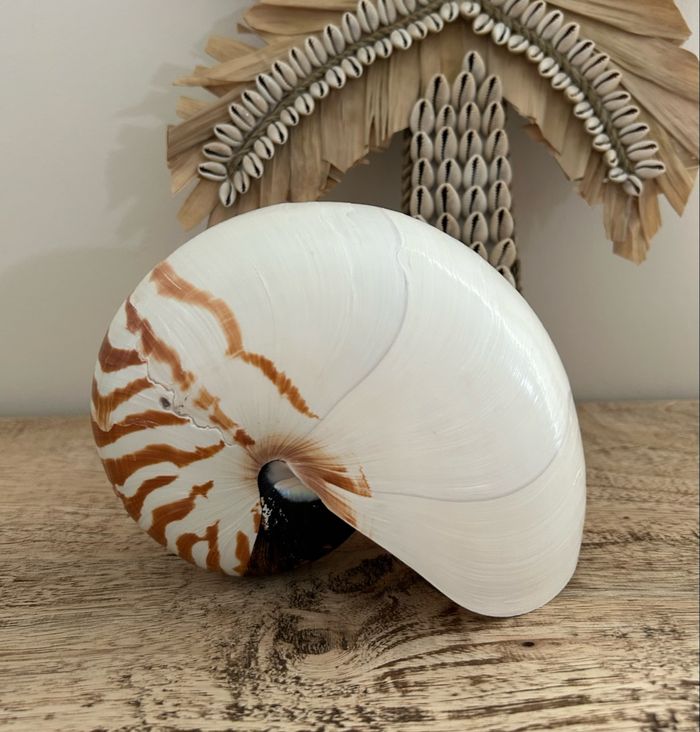 Grand coquillage nautile - photo numéro 2