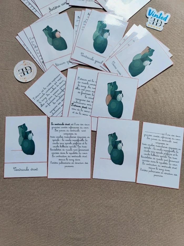 Cartes de nomenclature de la structure du coeur - photo numéro 7