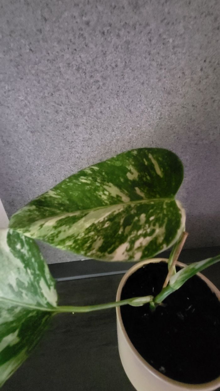 Monstera variegata - photo numéro 9