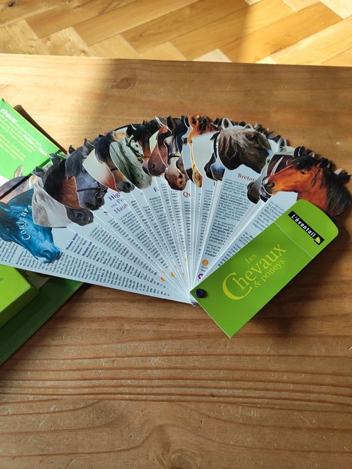 Les chevaux et poneys - photo numéro 4