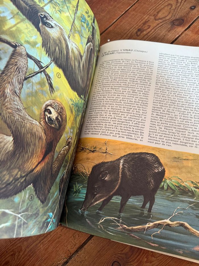 Lito Roby Grand livre illustrations Robert Dallet ancien vintage Faune du nouveau monde d’Amerique - photo numéro 12