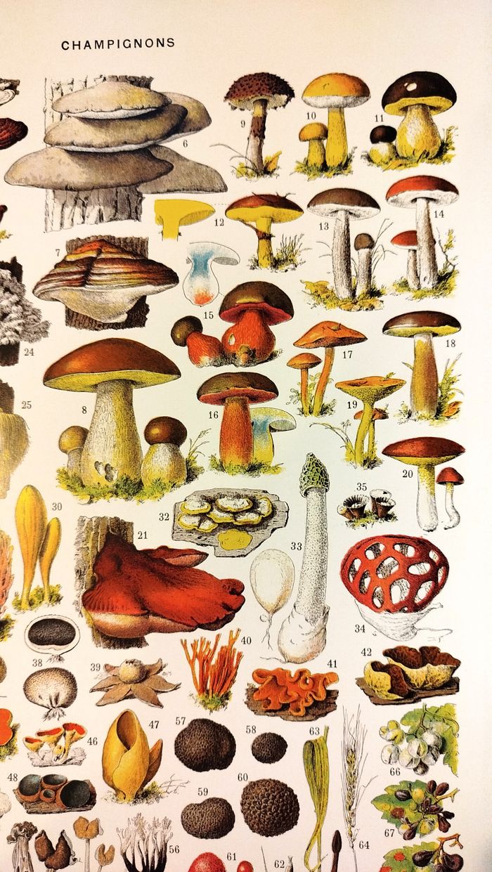 Affiche sur les champignons "cèpe", d'après une lithographie de 1928 - photo numéro 3