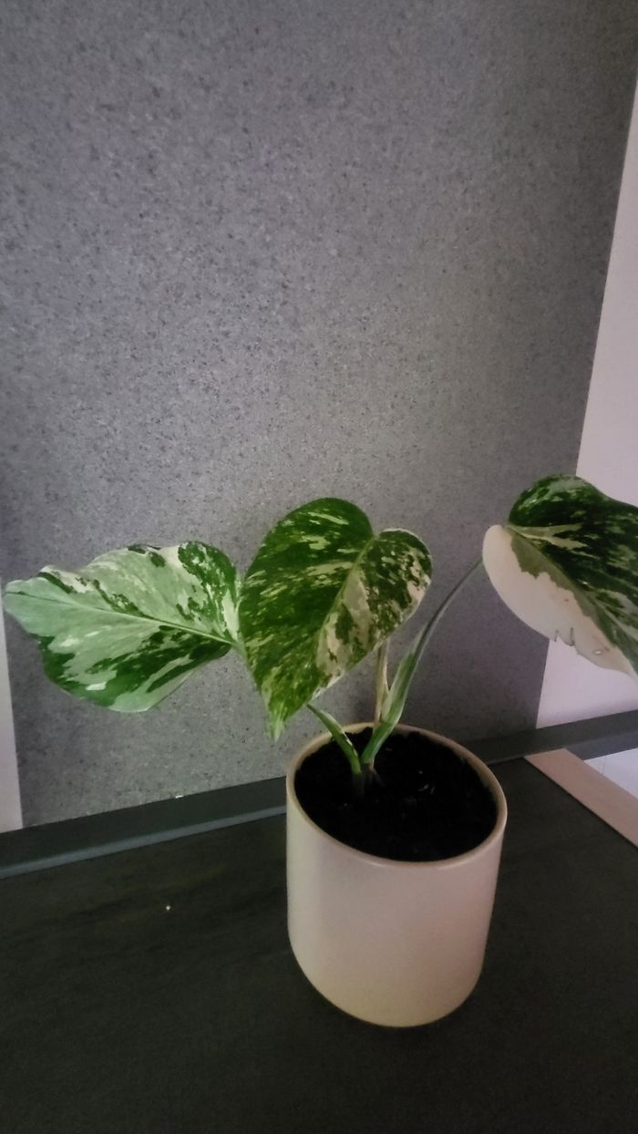 Monstera variegata - photo numéro 4