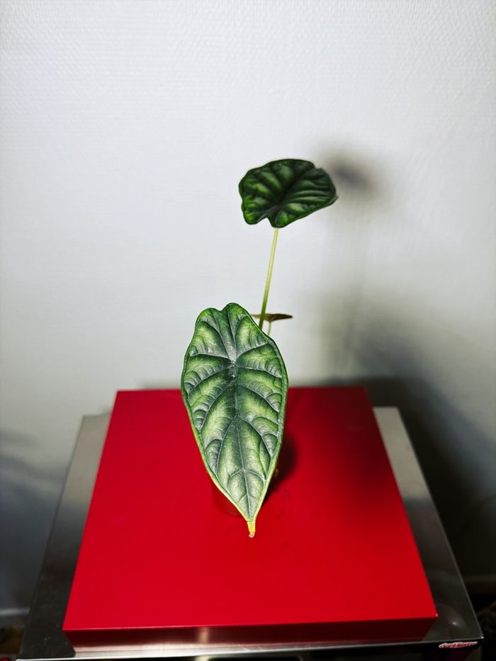 Alocasia Dragon Scale - photo numéro 3