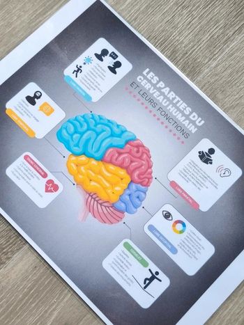 Fiche A4 des parties du cerveau humain et leurs fonctions
