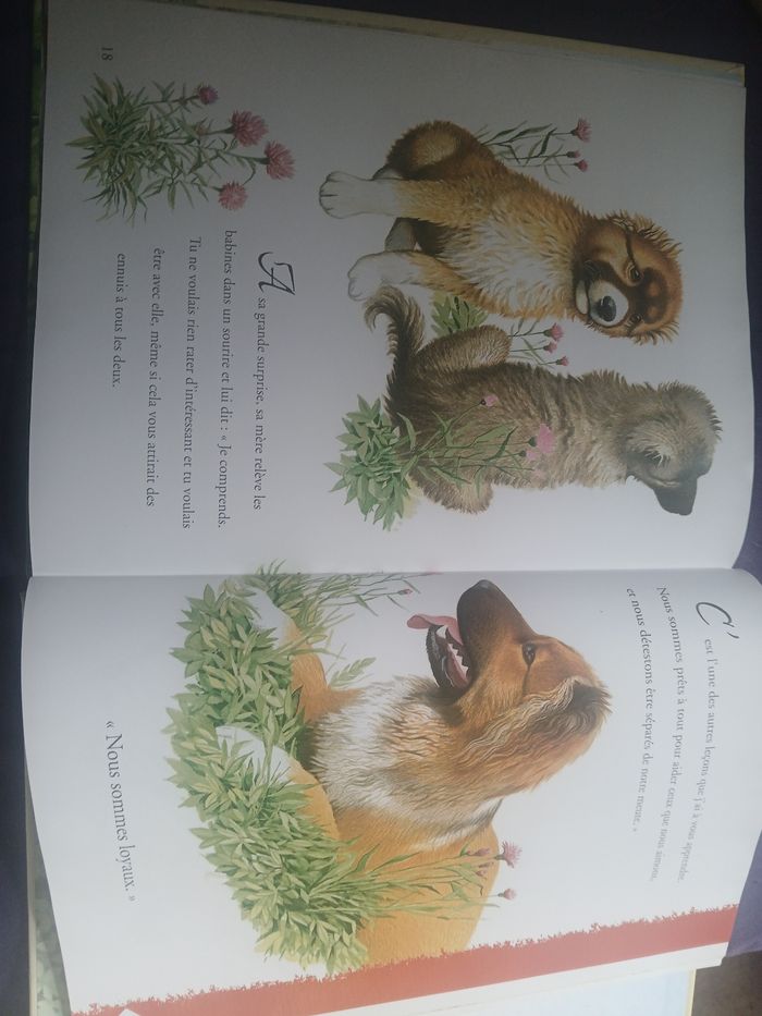 Livre sur les chiens - photo numéro 3