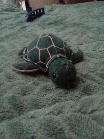 Peluche petite tortue