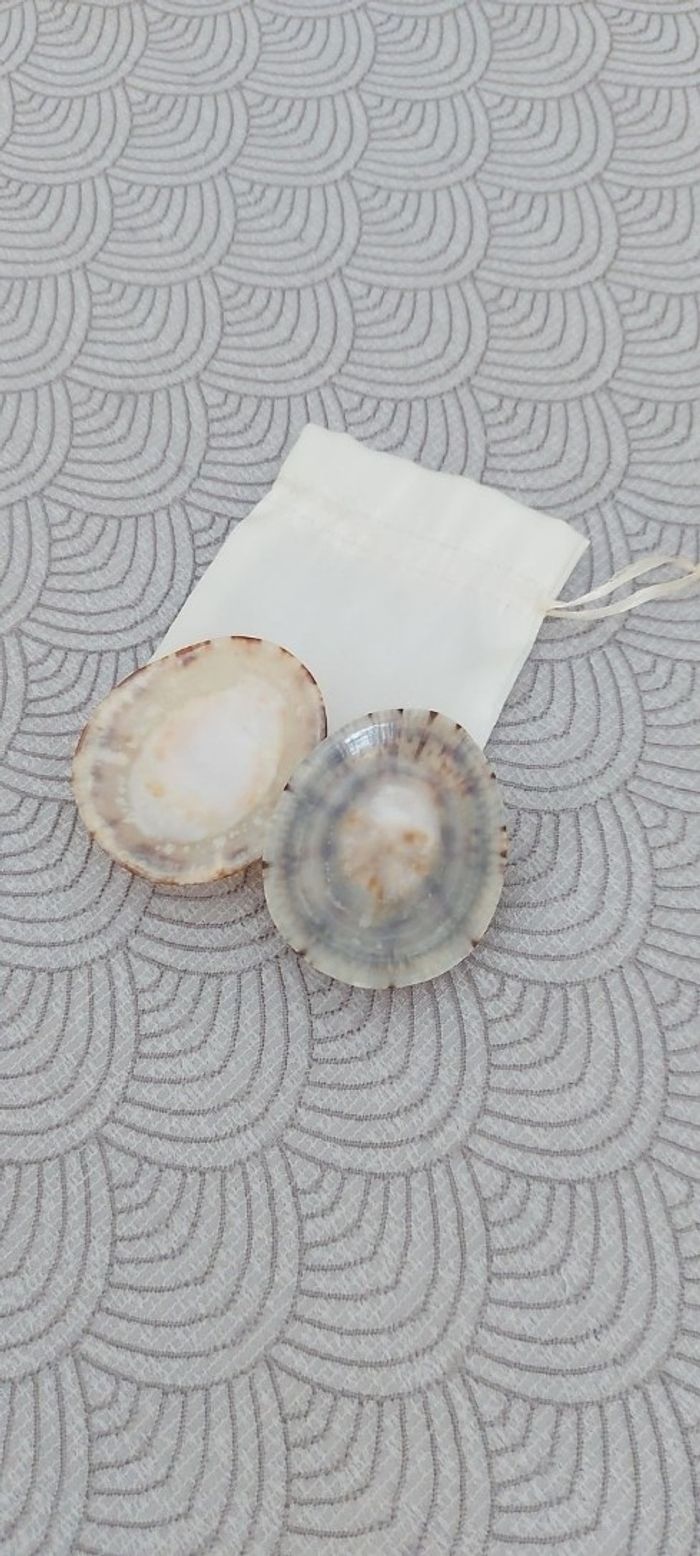 Coquillage allaitement - photo numéro 2