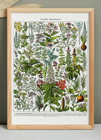 🍃 Affiche sur les plantes médicinales "gui", d'après une lithographie de 1928