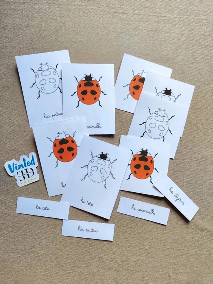 Cartes de nomenclature de la coccinelle
