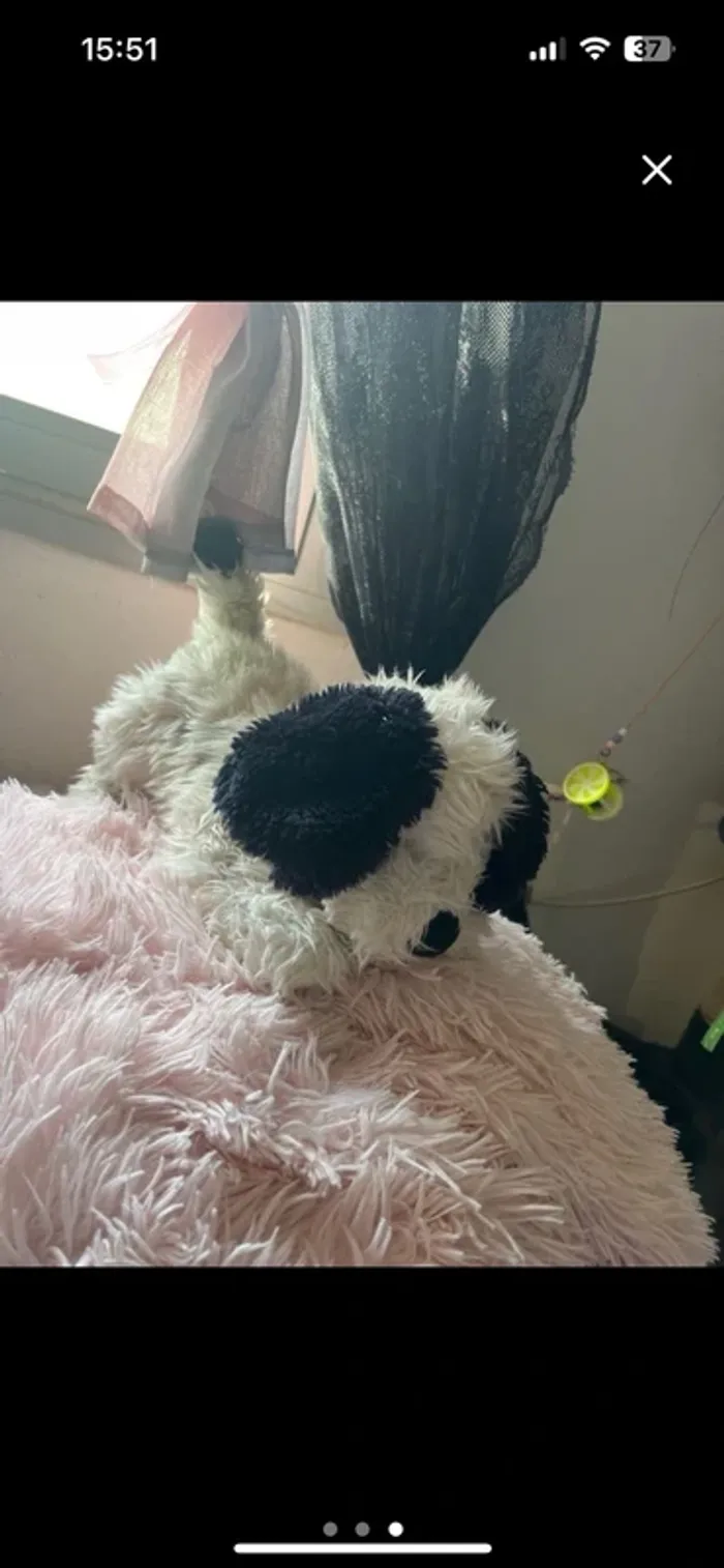 Peluches - photo numéro 2