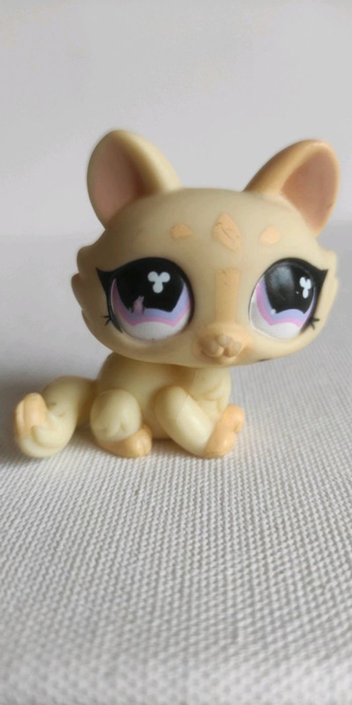 My littlest petshop chat sphynx 848
