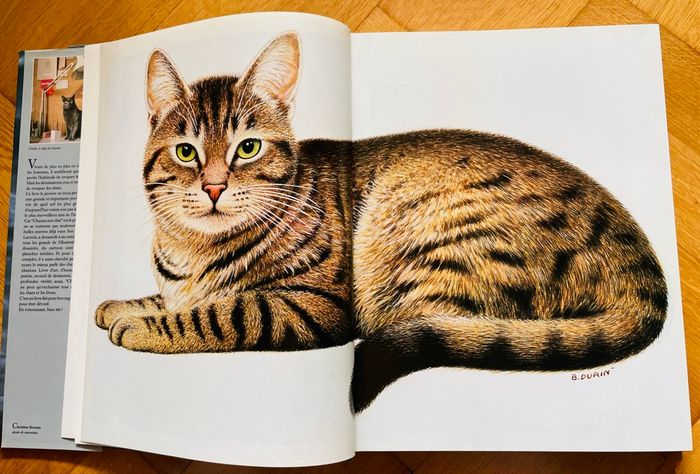 Chacun Son Chat - photo numéro 10