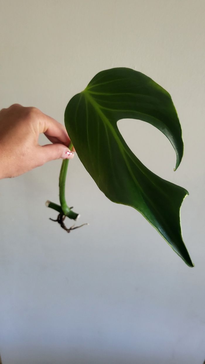 Monstera burble marx flame - photo numéro 2
