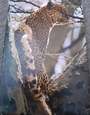 Livre Artis Historia Zoo Afrique Orientale