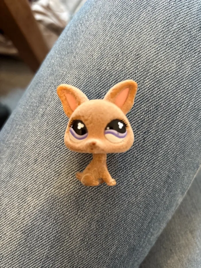 Pet shop chihuahua