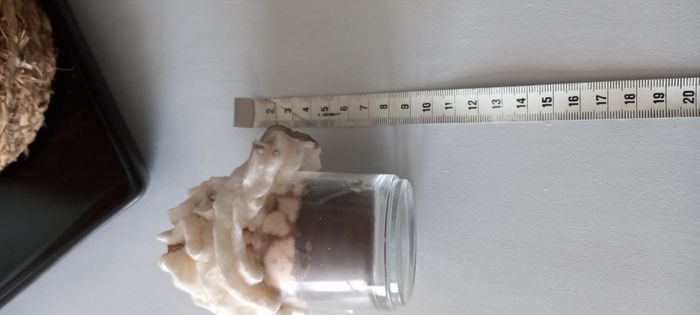 Bougie parfumée cappuccino - photo numéro 6
