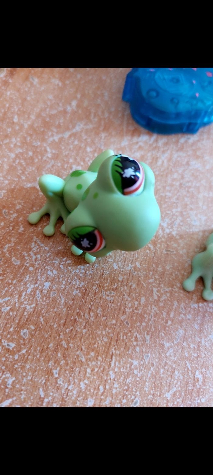 Pet shop grenouille - photo numéro 4