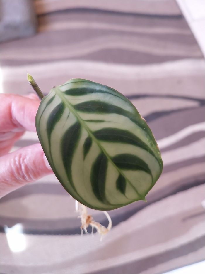 Ctenanthe burle-marxii - photo numéro 4