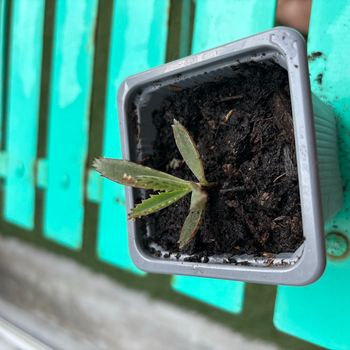 Superbe bouture Kalanchoe daigremontiana, plantes-mères ou Mère de milliers.