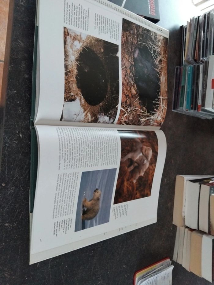 Livre ours - photo numéro 4