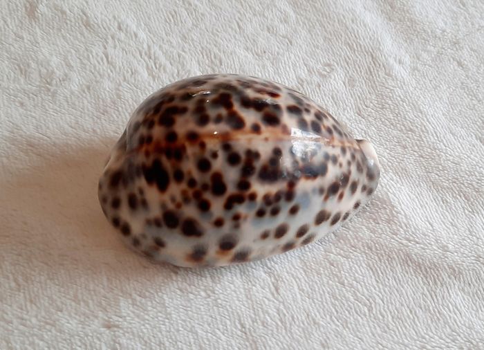 Coquillage - photo numéro 7