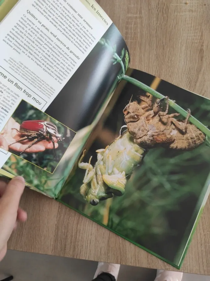 Livre édition atlas les insectes - photo numéro 3