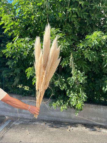 10 Tiges de Pampas seché
