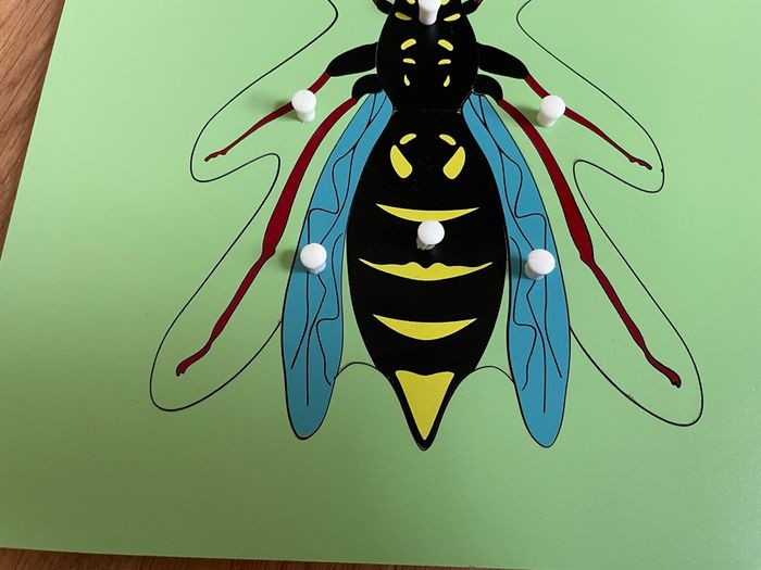 Puzzle Zoologie Montessori : La guêpe - photo numéro 4