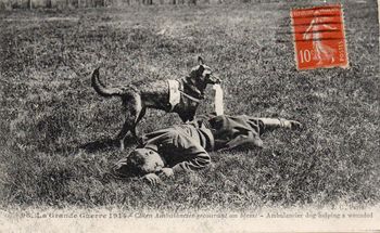 CPA - La Guerre 1914- Chien ambulancier secourant  un blesse - N°7590
