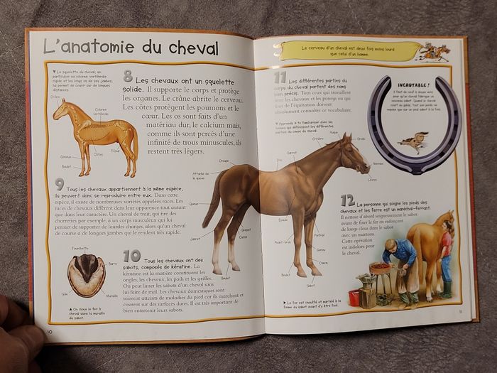 Les Chevaux. Le sais-tu? 100 infos a decouvrir Camilla de la Bedouyere - photo numéro 2