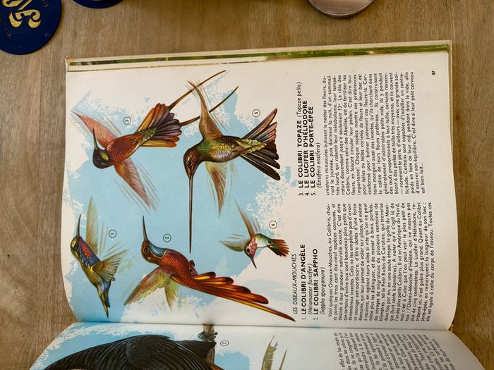 Encyclopédie ancienne animaux Robert Dallet Faune du nouveau monde Roby Lito grand format - photo numéro 7