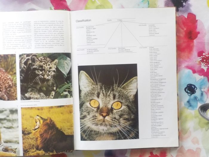 LES FELINS Panorama de la vie animale Ed. de l'Agora - photo numéro 7