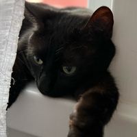 profil