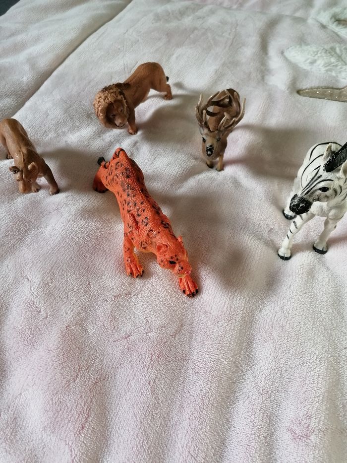 Animaux - photo numéro 2