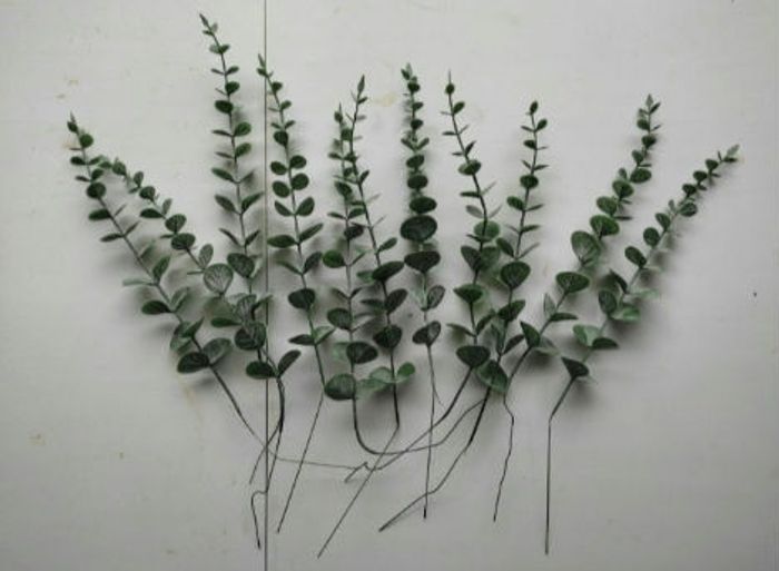 Eucalyptus