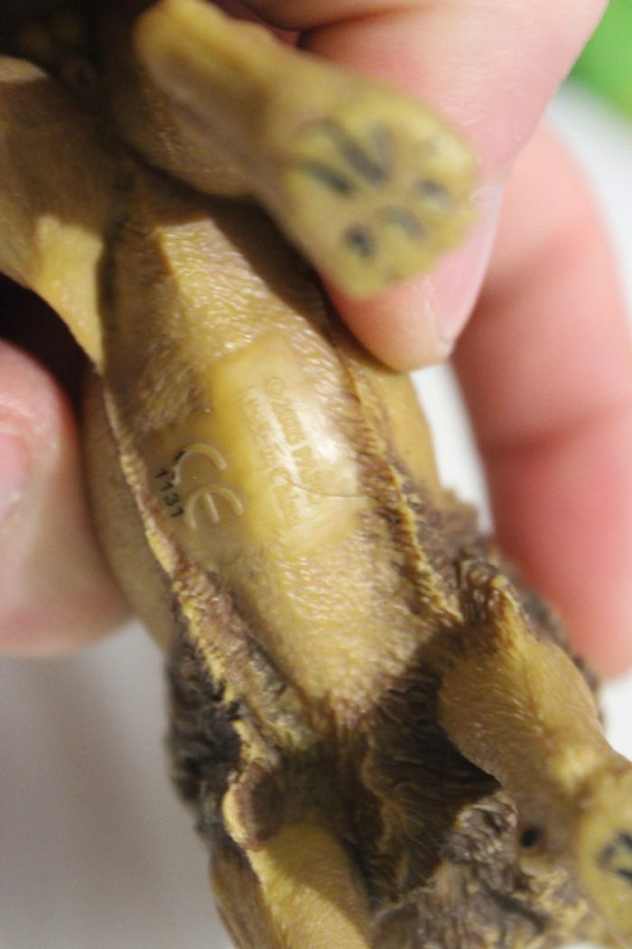 Figurine Lion - Papo - photo numéro 4