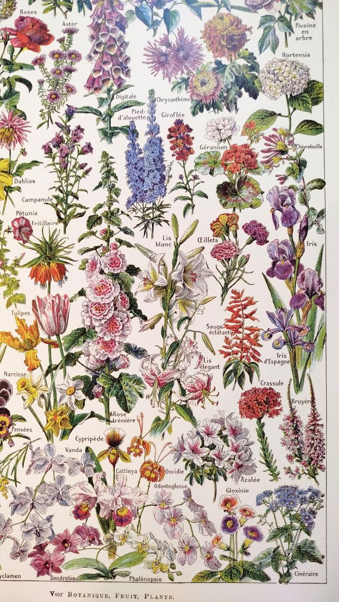 Affiche sur les fleurs, d'après une planche naturaliste de 1922 - photo numéro 5
