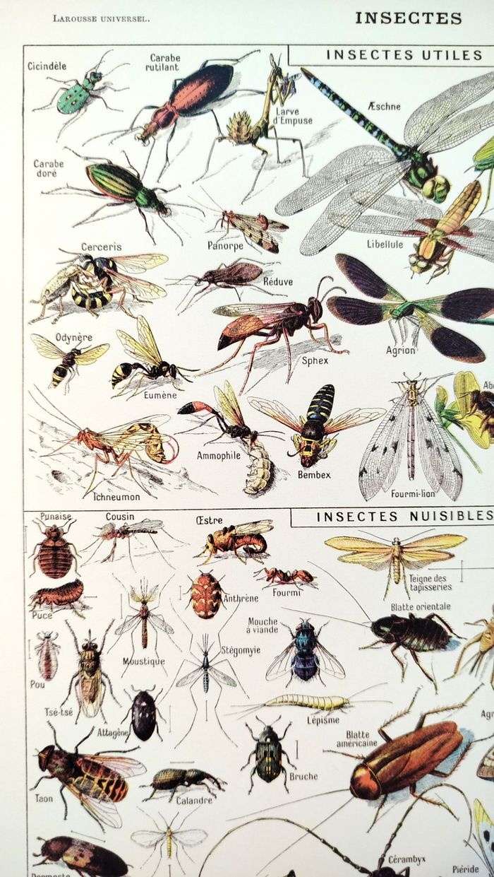 🐞 Affiche sur les insectes, d'après une lithographie de 1928 - photo numéro 2