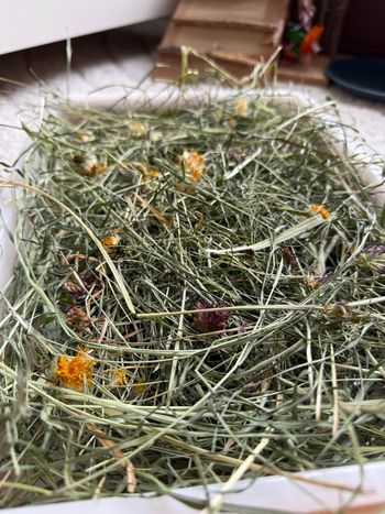 Foin pour lapin et rongeur 