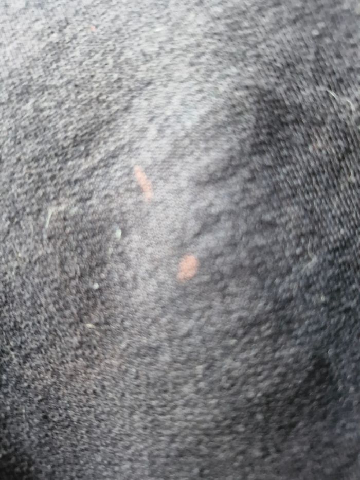 Beau pantalon jogging taille réglable - photo numéro 7