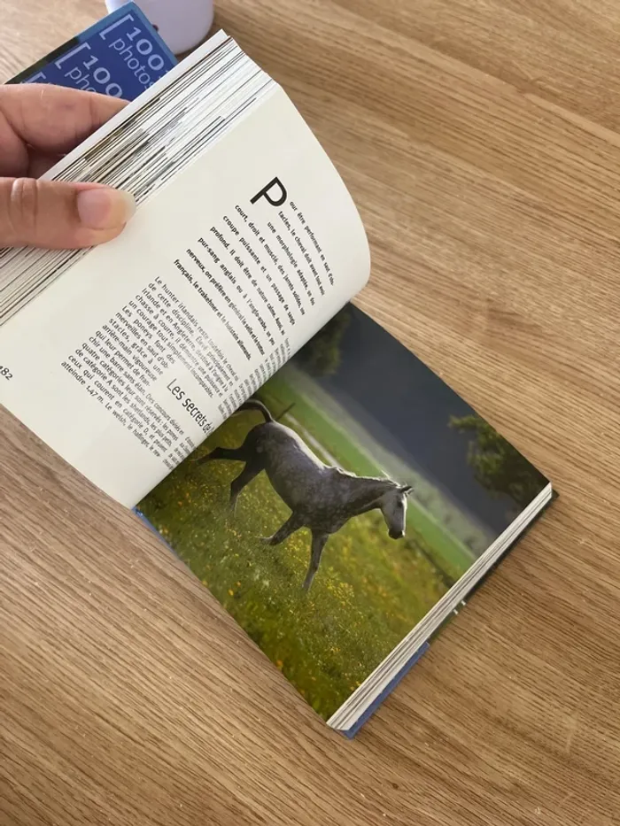 Les chevaux - photo numéro 2