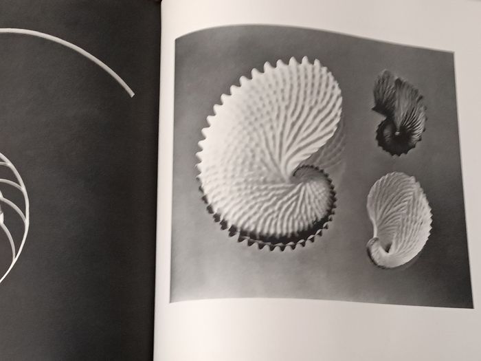 Les coquillages - photo numéro 9